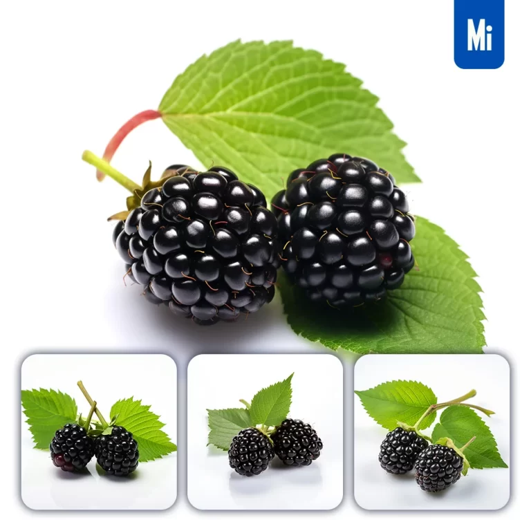 midjourney prompt fresh blackberry leaf leaves photography