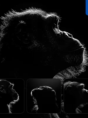 Midjourney Prompt Ape Monkey Black White Light Face Head Mysterious Silhouette Photography