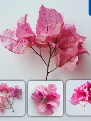 Midjourney Prompt Bougainvillea Flower Bloom Single Red Pink Photography