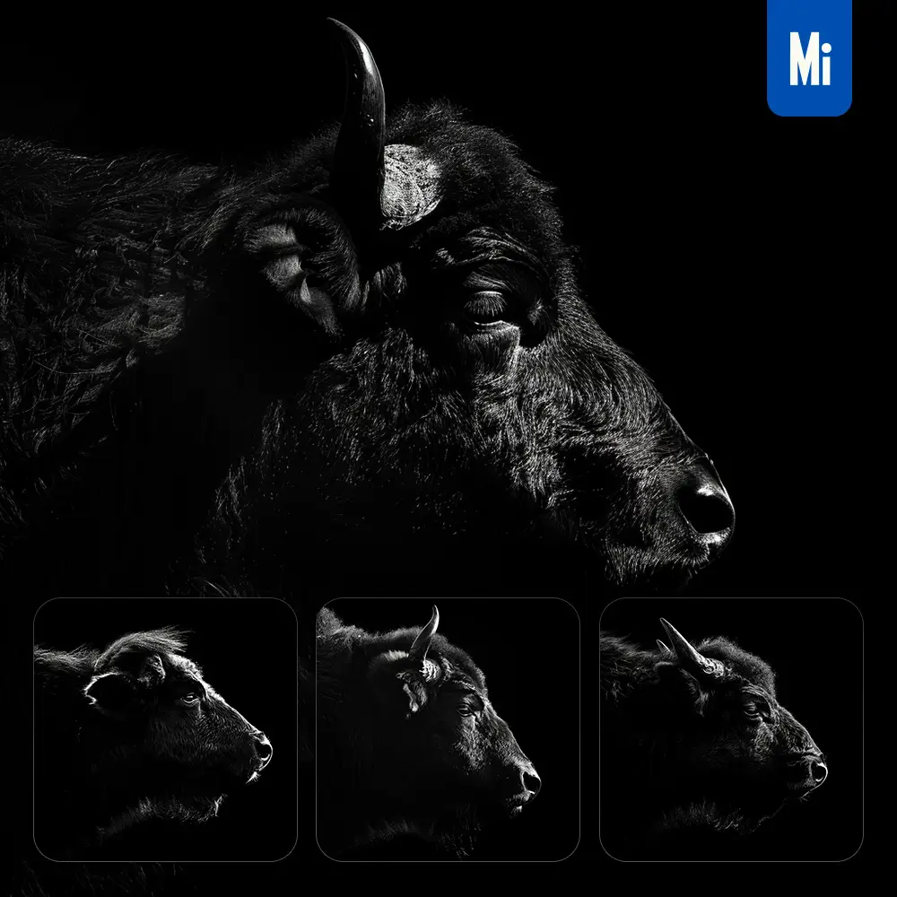 Midjourney Prompt Buffalo Black White Light Face Head Mysterious Silhouette Photography