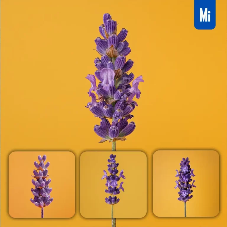 midjourney prompt flower lavender purple yellow photography