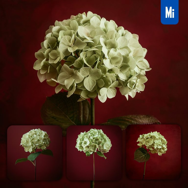 midjourney prompt hydrangea flower bloom single red photography
