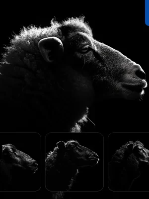 Midjourney Prompt Sheep Black White Light Face Head Mysterious Silhouette Photography