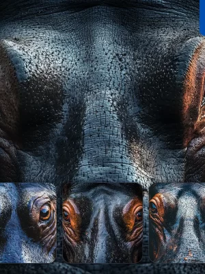 Midjourney Prompt Hippo Eyes Head Straight Face Detailed Close Up Photography