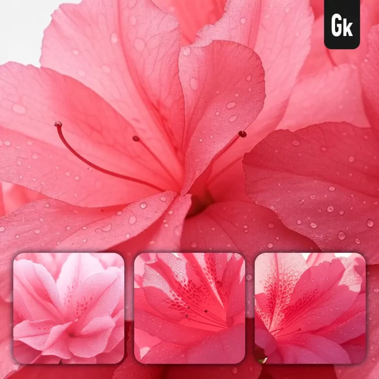 grok prompt azaleas flower petals red close up photography drop