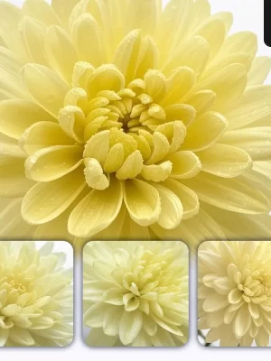 Grok Prompt Chrysanthemum Flower Petals Close Up Photography